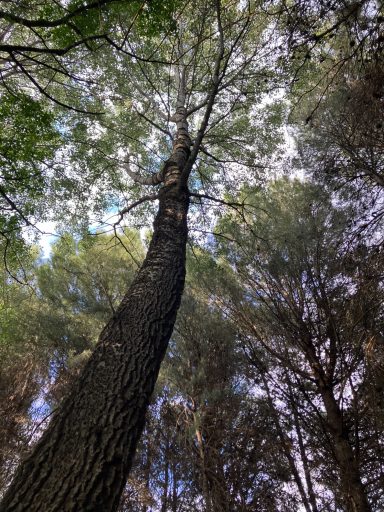 Vista del entorno de nuestro bosque Tronco alto de un árbol visto desde abajo, rodeado de otras plantas. Cielo visible entre las hojas.