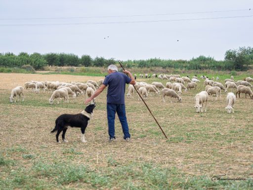 Pastor con rebaño y perro guia Hombre con bastón dirigiendo un perro pastoreo junto a un rebaño de ovejas.