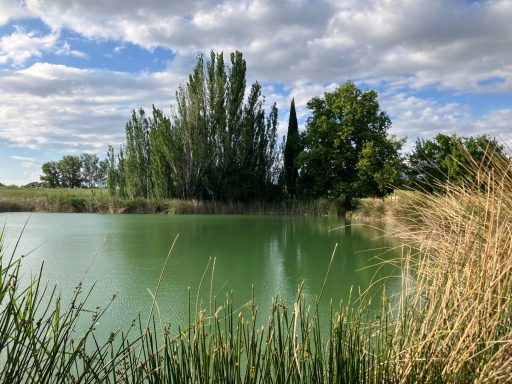 Vista de uno de nuestros 3 recorridos Un lago verde rodeado de árboles y hierbas bajo un cielo nublado.